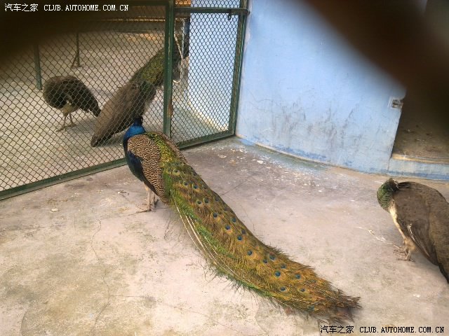 福建过年游玩莆田动物园里美女与小动物做游戏互动