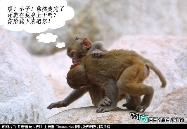一对情侣偷情被偷拍,主角貌似论坛兄弟一头像