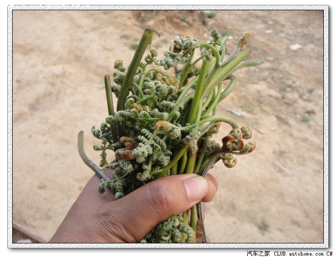 六地平安春之杂片一组66楼六安新建高尔夫球场