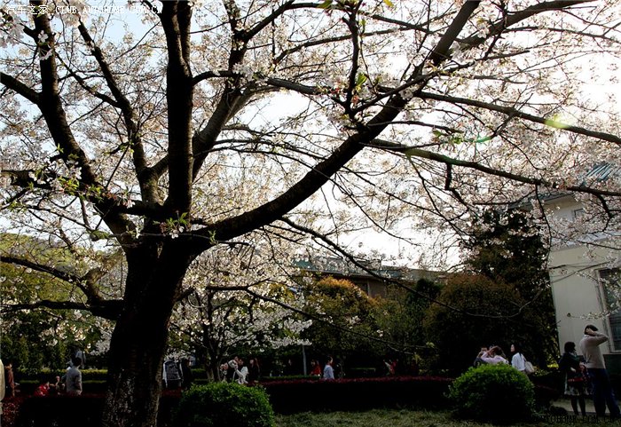 可惜了!这的樱花树树龄够长.