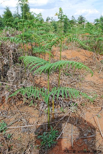 正是蕨菜采摘时