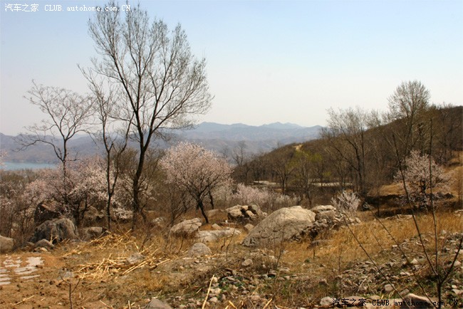 又是一年杏花开----赞皇波浪坡自驾游