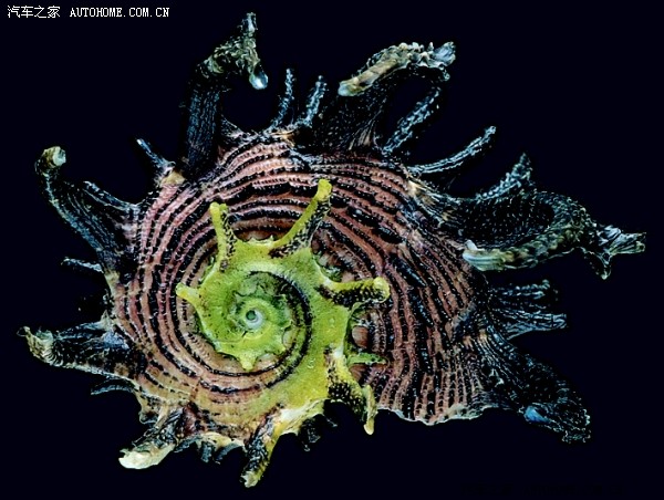 海底世界之绚丽多姿的贝壳