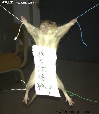 杯具 被杀千刀老鼠入侵了