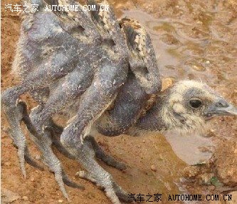 看看6只脚的鸡怎么摧残你的身体