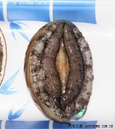 很多人不懂鲍鱼什么意思吗?