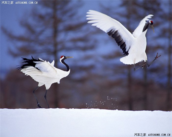 鸟儿王国羽毛已丰满天高任翱翔