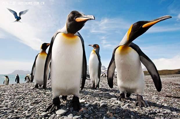 英摄影师拍数十万企鹅大迁徙壮观场面![13p]