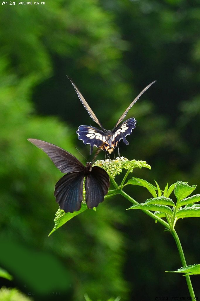 抓拍梁祝化蝶7p