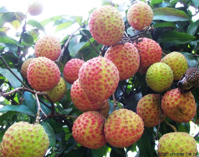 发几张岭南佳果给大家谗谗还有福特女模特摘果照