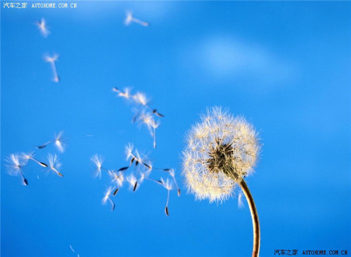 请你欣赏随风飘落蒲公英