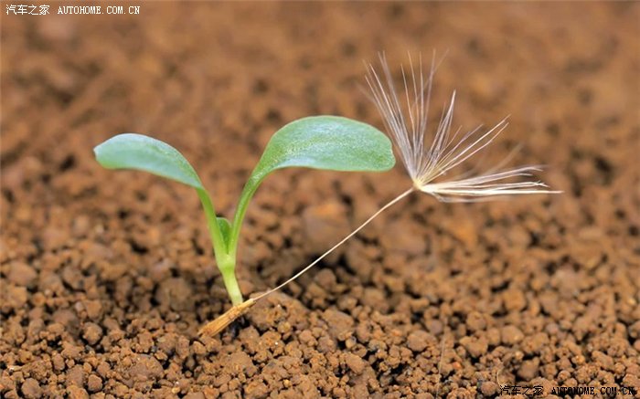 【破土而出】高清镜头下的种子萌芽 (13p)