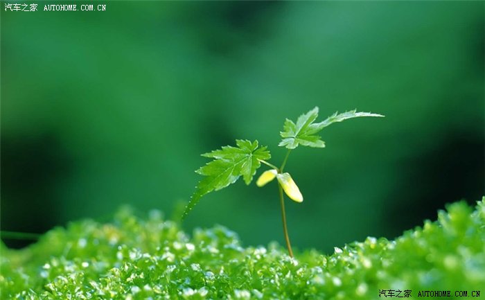 【破土而出】高清镜头下的种子萌芽 (13p)