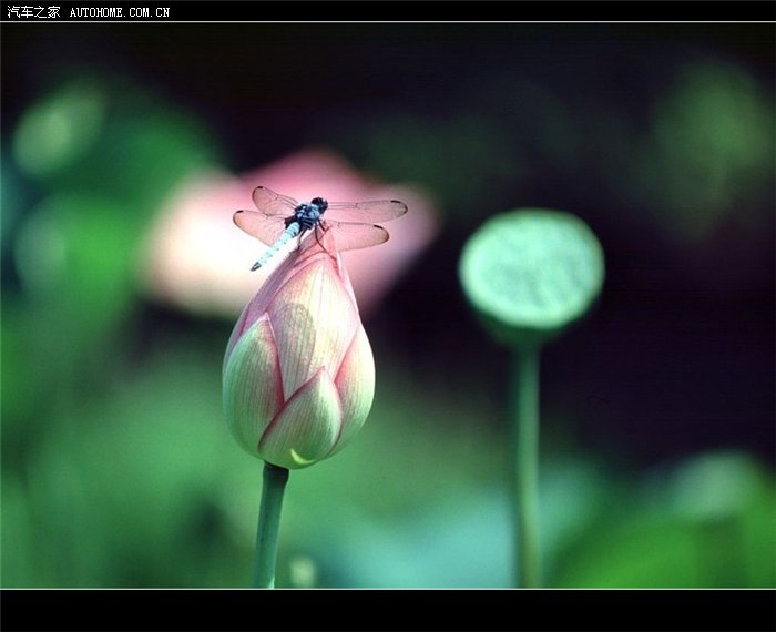 夏意盎然花中仙子荷花