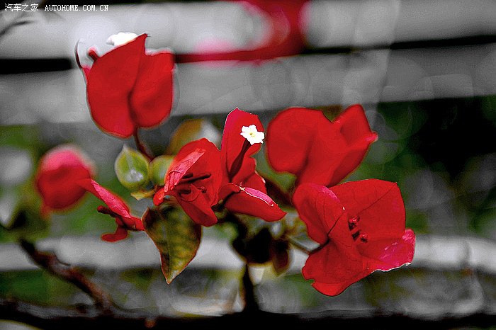 【ll6401】云南·抚仙湖·碧云寺游记