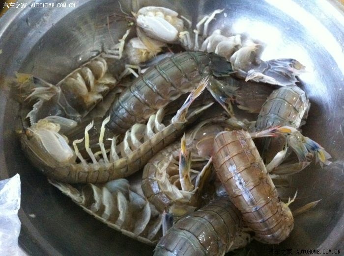 大连吃母虾耙子超大个