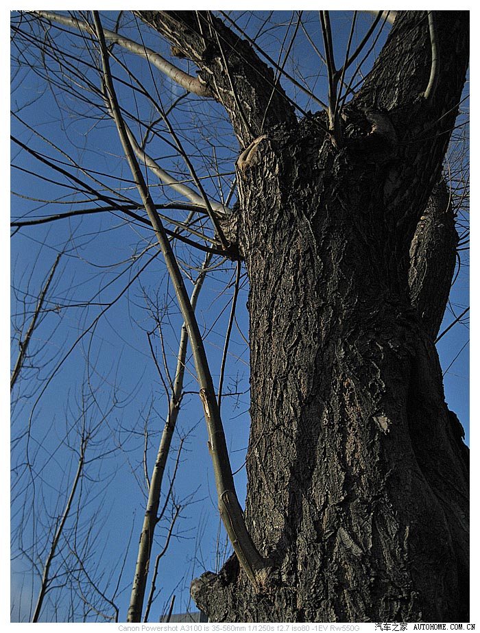 侧光下的一棵树