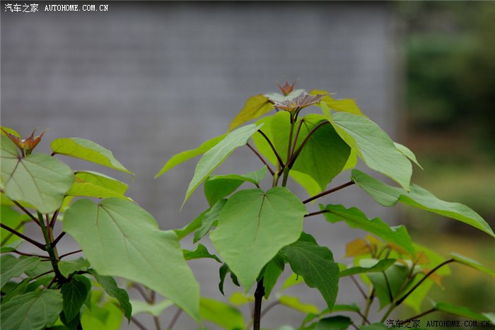 贵州紫木树图片图片