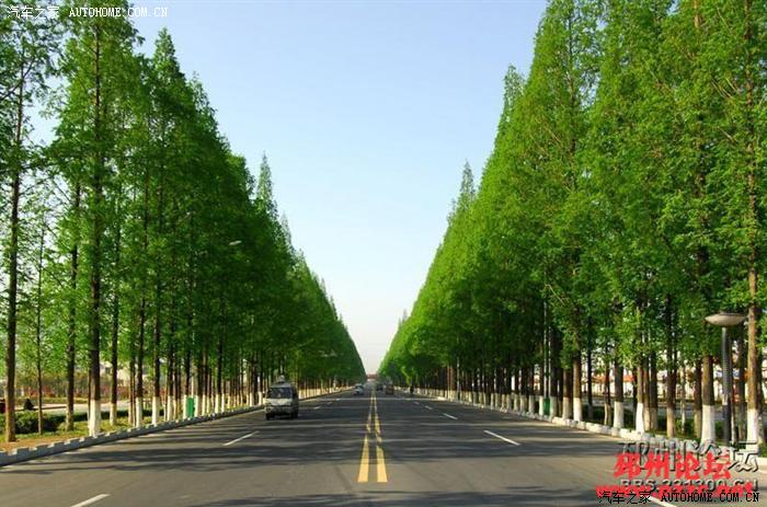 江苏邳州水杉路水杉树水杉精神