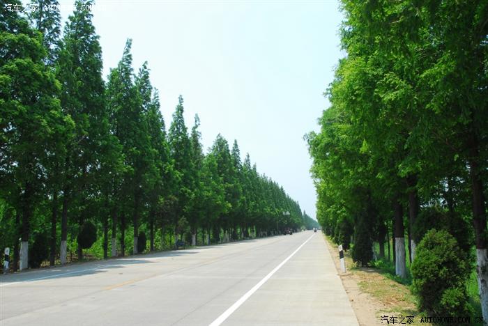 江苏邳州水杉路水杉树水杉精神