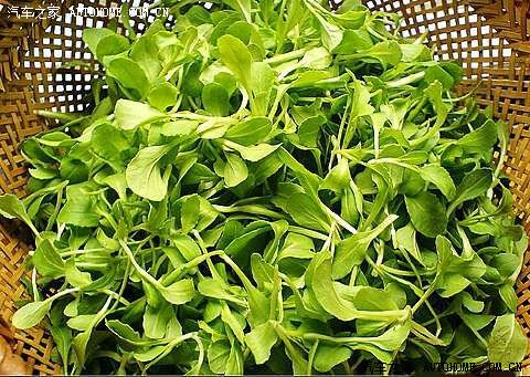 鸡毛菜是十字花科植物小白菜(brassica chinensis)的幼苗的俗称,此