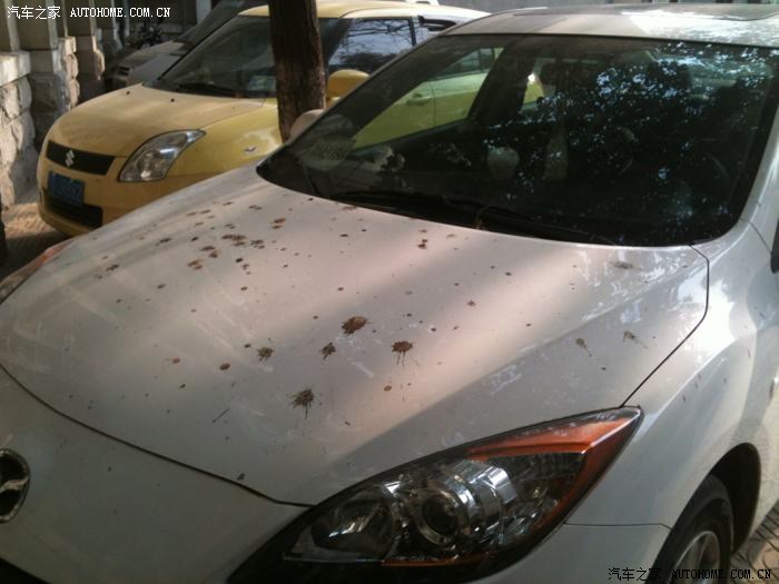 郁闷啊,每天车上一堆鸟粪,是白色车容易招鸟嗯嗯吗?
