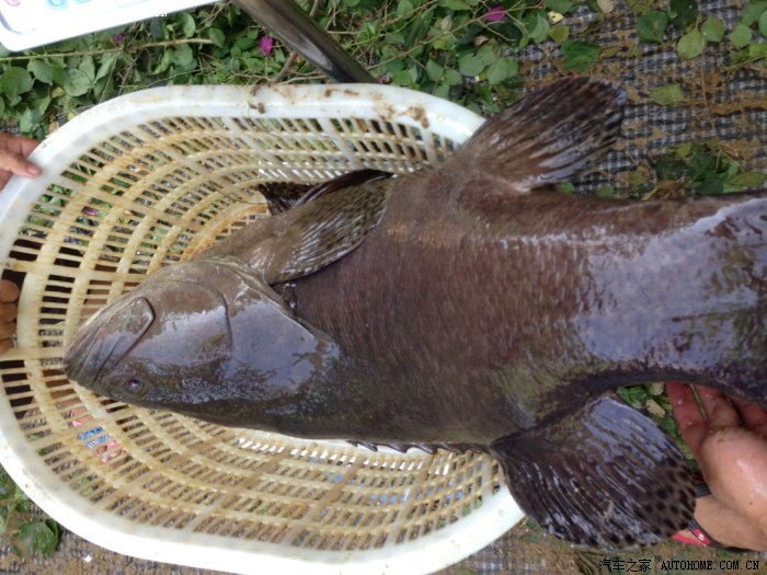 小毛发帖 今天回家卖鱼