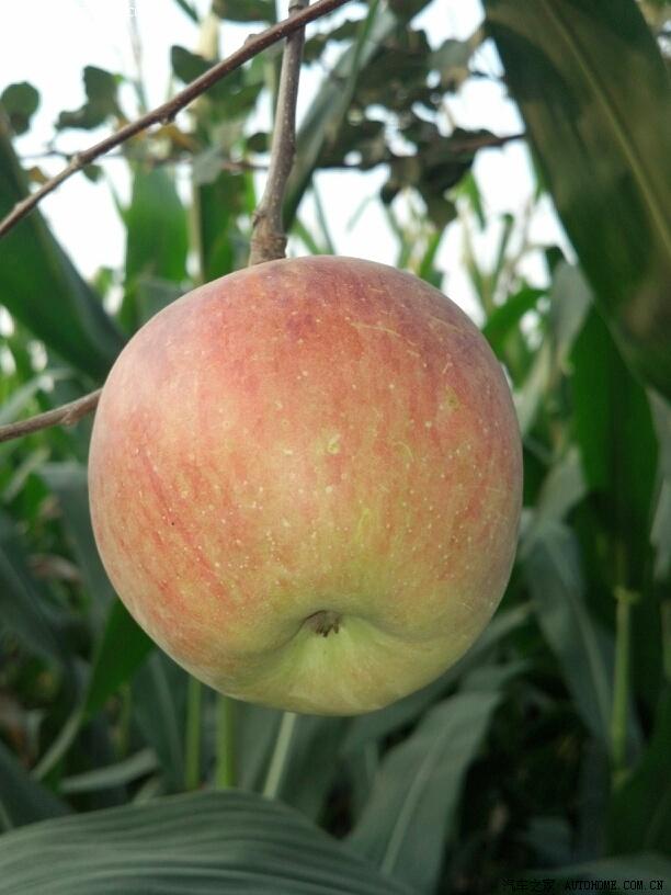 白龙马今日首保归来