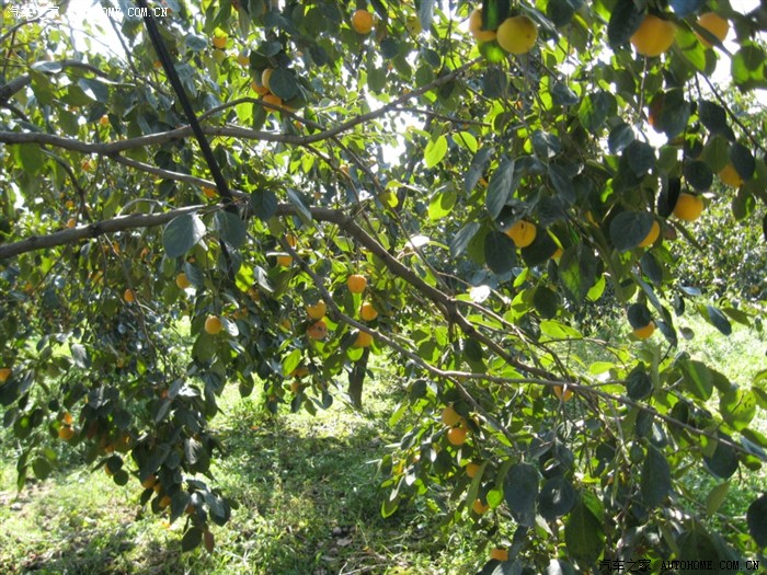 满树柿子,丰收季节