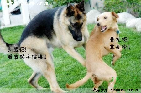 【图】比小姨子呢大噶?_本田cr-v论坛_汽车之家论坛