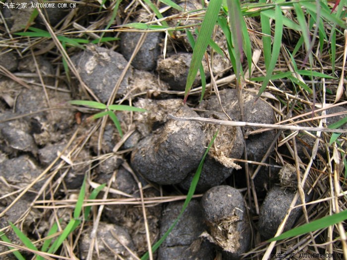 啊!原来是地雷(驴粪)