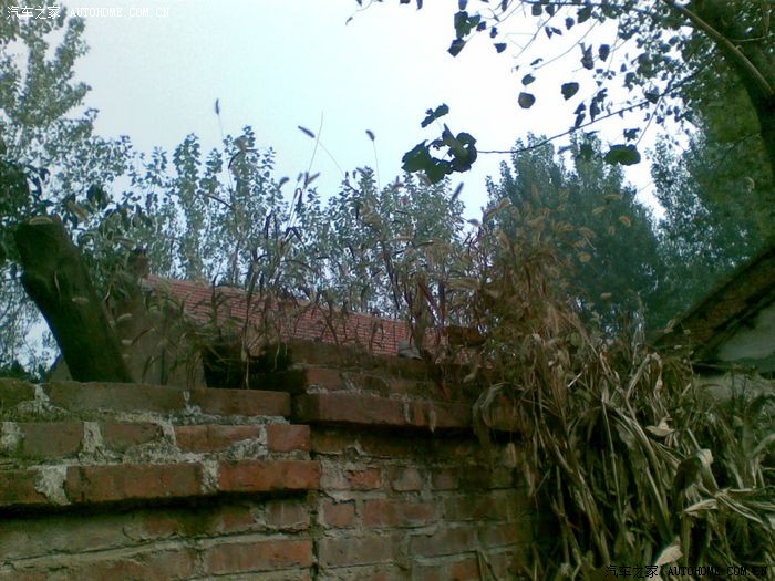 墙头草,随风倒!