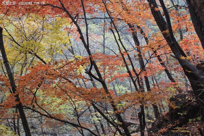 本溪关门山赏红枫叶