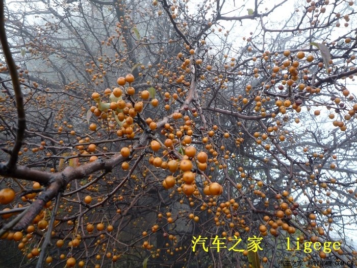 雾中登孤山,杜梨柿子甜