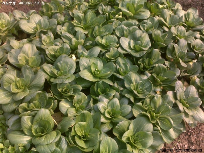 上海矮脚青,上次有说过,打过霜后炒的菜很好吃,菜也大了,这天怎么还不