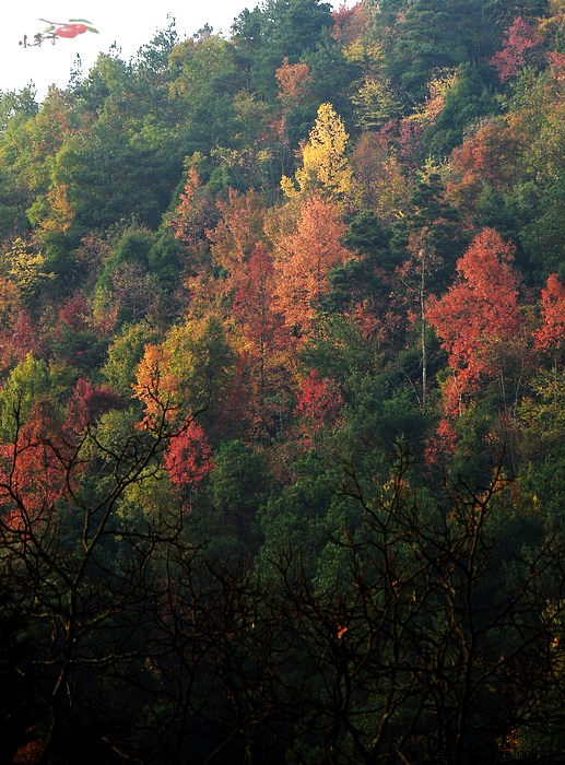 【图】半边山(香火岩)秋意_贵州论坛_汽车之家论坛