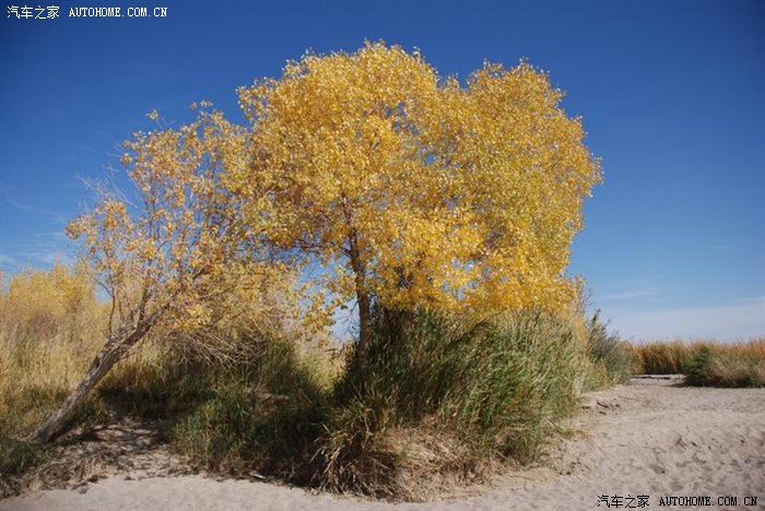 青进滇出,桂黔渝川陕甘青新藏滇,西行万里.全篇完