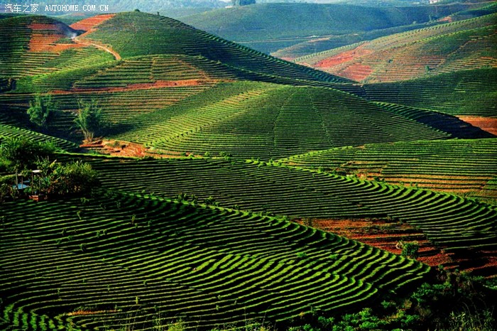 云南大渡岗茶叶茶山美景