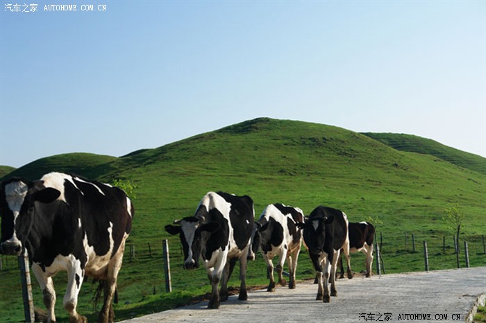 【图】中华车友走进中国第一牧场!_中华骏捷fsv论坛_汽车之家论坛
