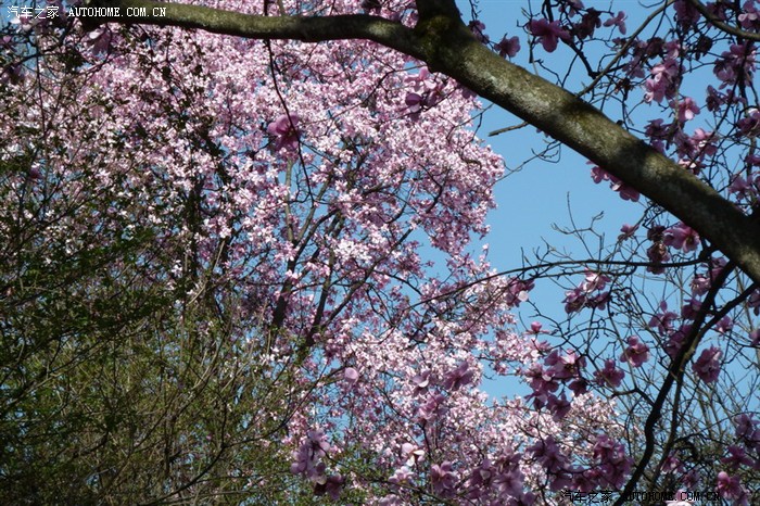 历经艰辛,终见美丽高贵的辛夷花(申精)