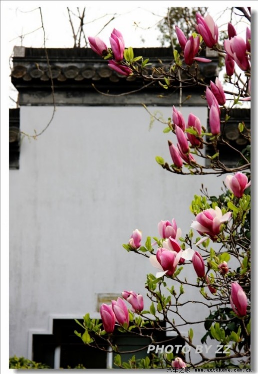 罗斯哈特柳树桃花瘦西湖