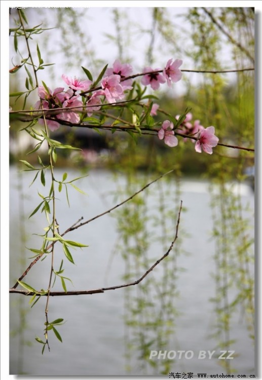 罗斯哈特柳树桃花瘦西湖