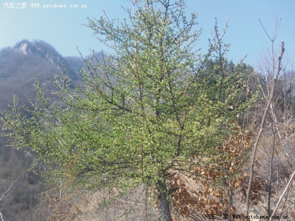 清明假期栾川寨沟、龙峪湾三日游\/蒙派克用车