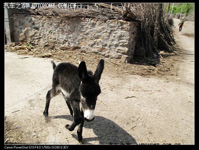 乳臭未干的小驴跑到我的面前还尝试向我尥蹶子,远处的主人离老远就