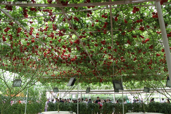 【宁静致远】孝心一点点:陪父母游览寿光菜博会