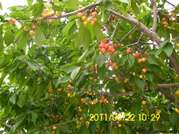 樱桃熟了莒南厉家寨樱桃节自驾游记