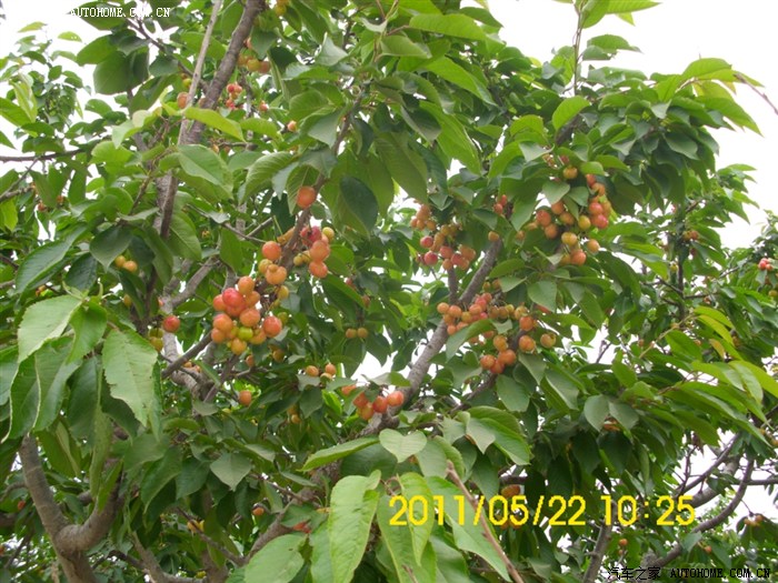 樱桃熟了莒南厉家寨樱桃节自驾游记