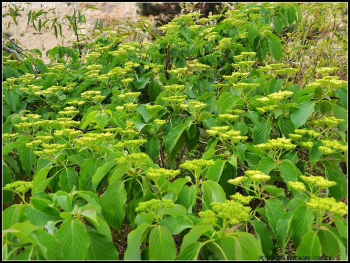 五一大别山归来,漫山遍野的映山红,多图.(第2页起更新)