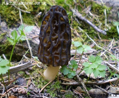 新疆常见能吃的野蘑菇总结(采蘑菇的车友注意