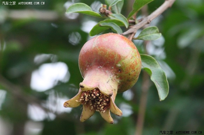 俺家小区里的瓜果梨桃初长成